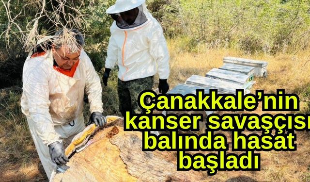 Çanakkale’nin kanser savaşçısı balında hasat başladı