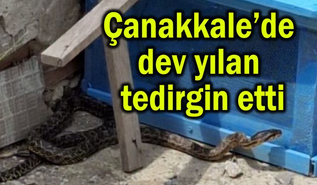 Çanakkale’de dev yılan tedirgin etti