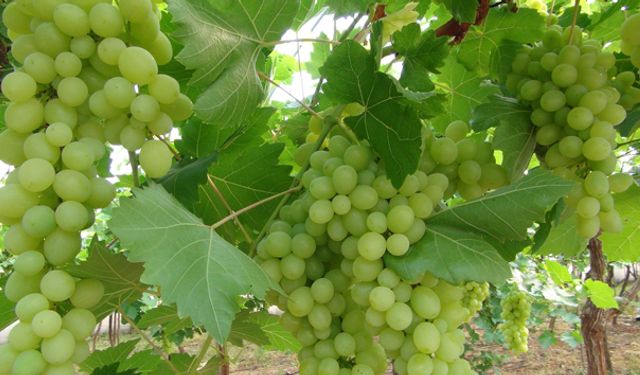 Kalp ve bağışıklık sistemi dostu: ‘Üzüm’