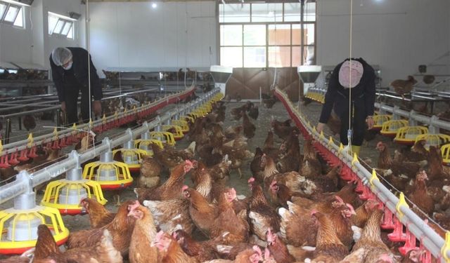 Tavuk eti üretimi Haziran ayında yüzde 16,2 azaldı