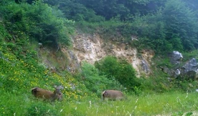 Kızıl geyikleri fotokapan görüntüledi (Video)