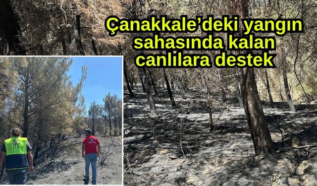 Çanakkale’deki yangın sahasında kalan canlılara destek