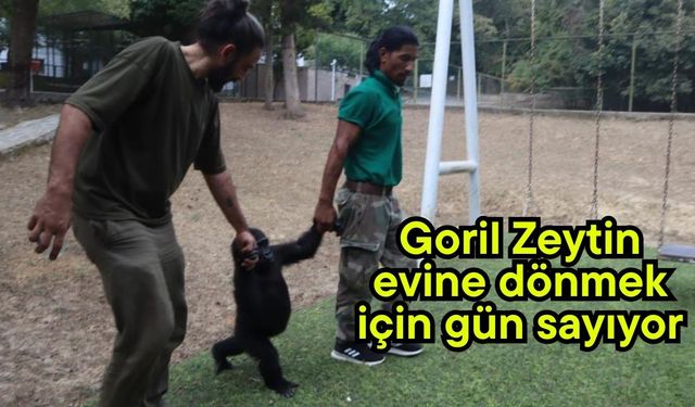 Goril Zeytin evine dönmek için gün sayıyor (Video)