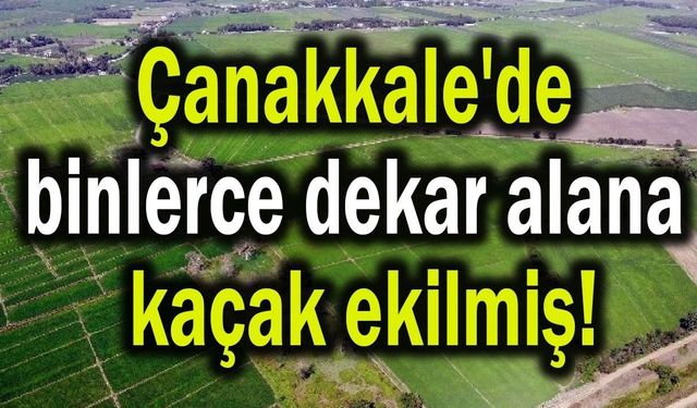 Çanakkale'de binlerce dekar alana kaçak ekilmiş!