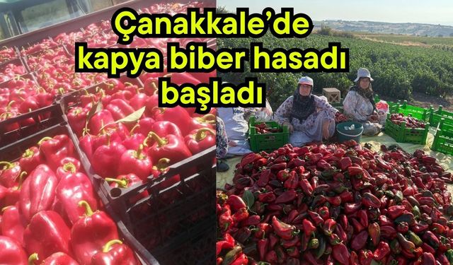 Çanakkale’de kapya biber hasadı başladı