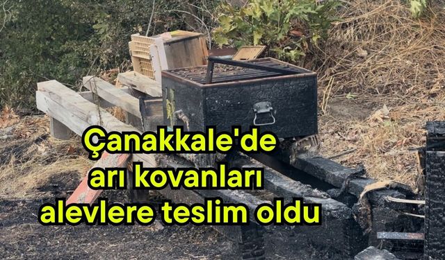 Çanakkale'de arı kovanları alevlere teslim oldu (Video)
