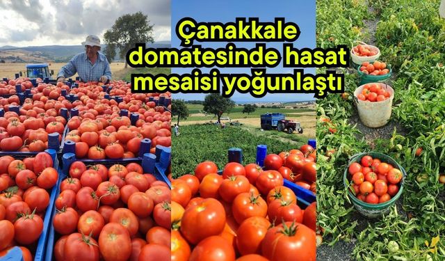 Çanakkale domatesinde hasat mesaisi yoğunlaştı