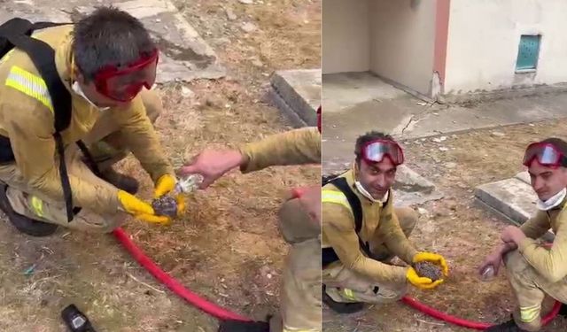 Yangından kurtarılan yaralı kirpiye orman işçileri su içirdi
