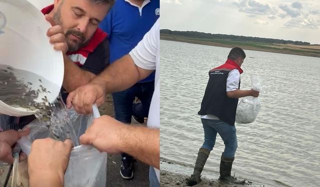 200 bin yavru sazan bırakıldı