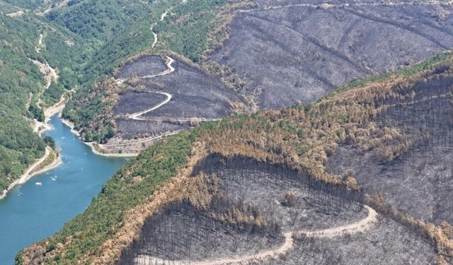 Yangın sonrası yürek burkan manzara (Video)