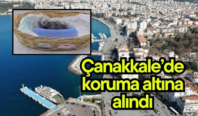 Çanakkale’de koruma altına alındı (Video)