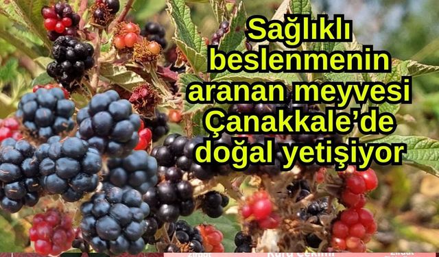 Sağlıklı beslenmenin aranan meyvesi Çanakkale’de doğal yetişiyor