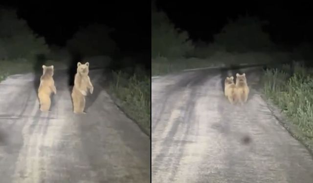 Çanakkale'nin yavru ayıları köy yoluna indi (Video)