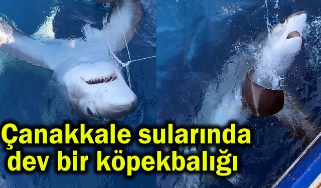 Çanakkale sularında dev bir köpekbalığı (Video)