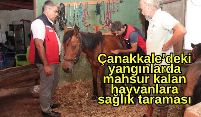 Çanakkale’deki yangınlarda mahsur kalan hayvanlara sağlık taraması