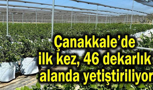 Çanakkale’de ilk kez, 46 dekarlık alanda yetiştiriliyor