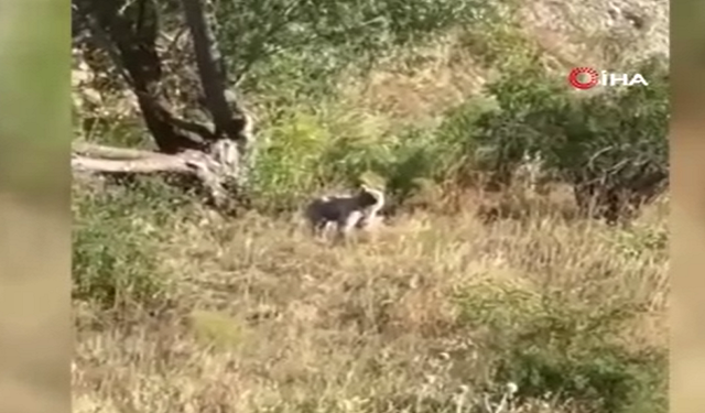 Ayılar köylünün kabusu oldu