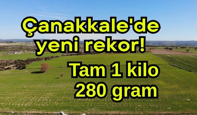 Çanakkale'de yeni rekor! Tam 1 kilo 280 gram