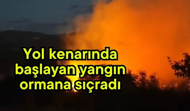 Yol kenarında başlayan yangın ormana sıçradı