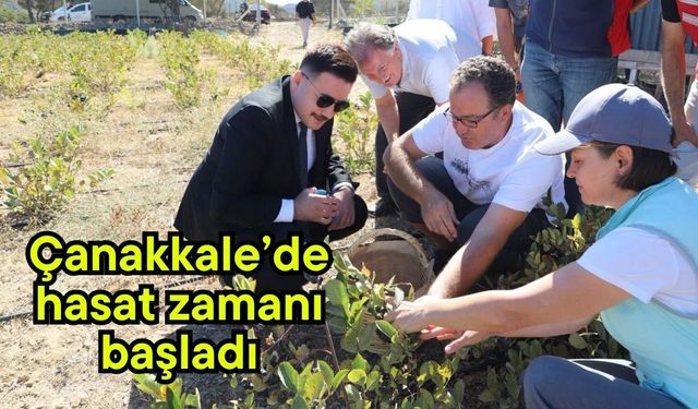 Çanakkale'de hasat zamanı başladı