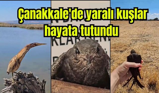 Çanakkale'de yaralı kuşlar hayata tutundu (Video)