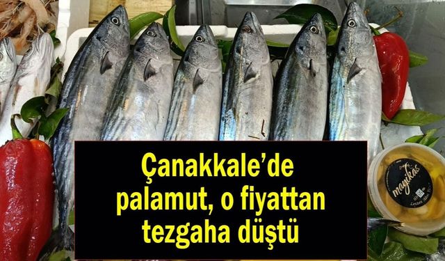 Çanakkale’de Palamut o fiyattan tezgaha düştü