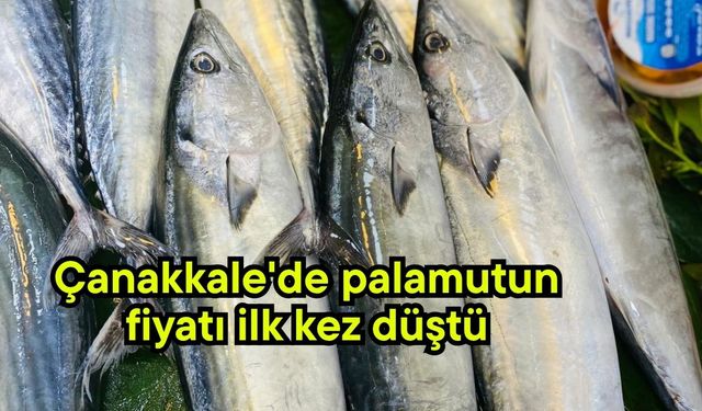 Çanakkale'de palamutun fiyatı ilk kez düştü