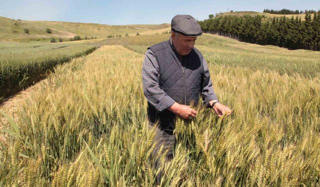 Atıl araziler üretime açılıyor: Kiralık tarla uygulaması başladı