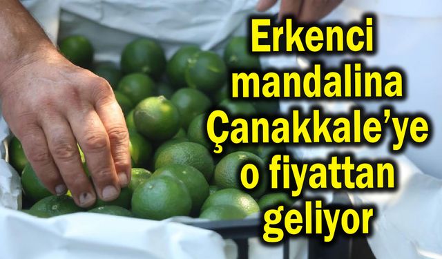 Erkenci mandalina Çanakkale’ye o fiyattan geliyor