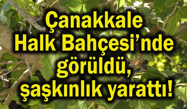 Çanakkale Halk Bahçesi’nde görüldü, şaşkınlık yarattı!