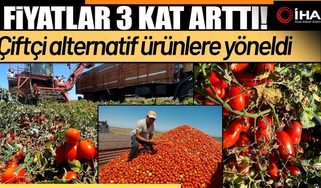 Domateste fiyatlar 3 kat arttı (Video)