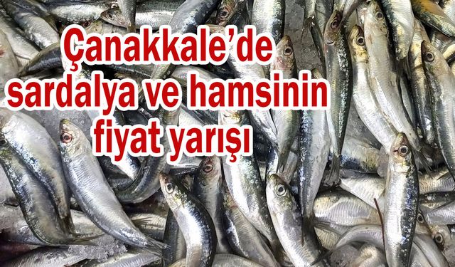 Çanakkale’de sardalya ve hamsinin fiyat yarışı