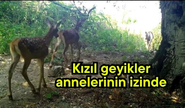 Kızıl geyikler, annelerinin izinde...