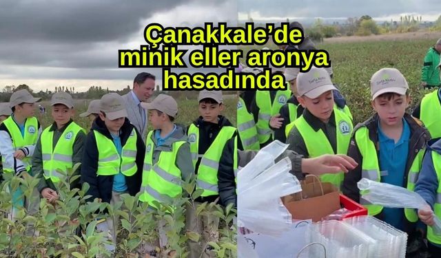 Çanakkale’de minik eller aronya hasadında (Video)