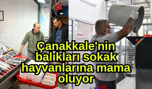 Çanakkale'nin balıkları sokak hayvanlarına mama oluyor