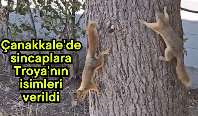 Çanakkale'de sincaplara Troya'nın isimleri verildi