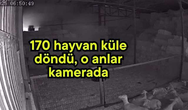 170 hayvan küle döndü, o anlar kamerada (Video)