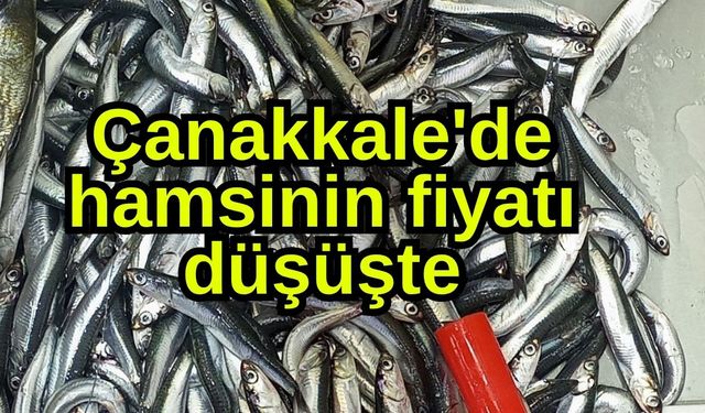 Çanakkale'de hamsinin fiyatı düşüşte