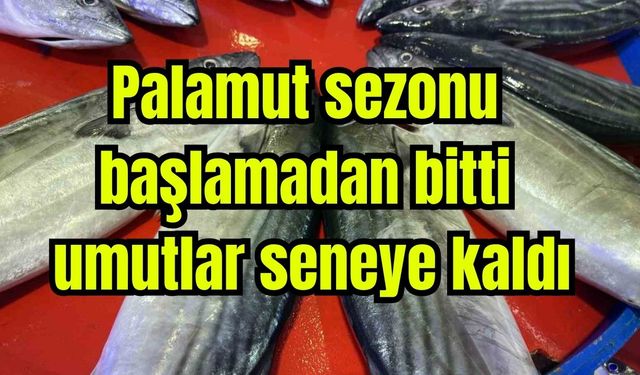 Palamut sezonu başlamadan bitti, umutlar seneye kaldı