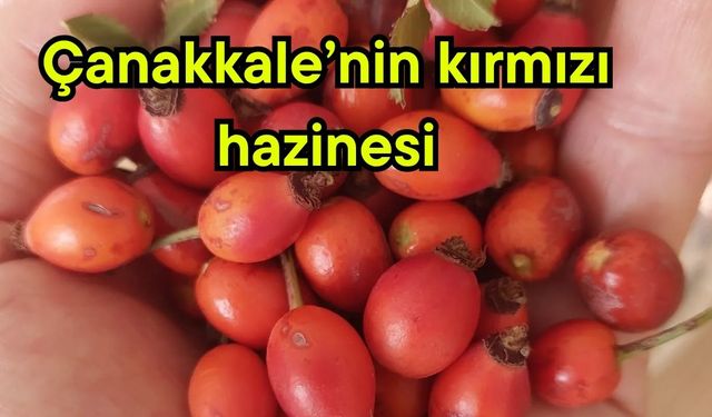 Çanakkale’nin kırmızı hazinesi