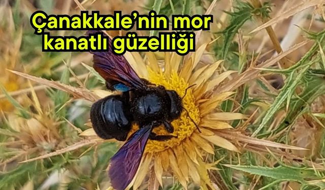 Çanakkale’nin mor kanatlı güzelliği