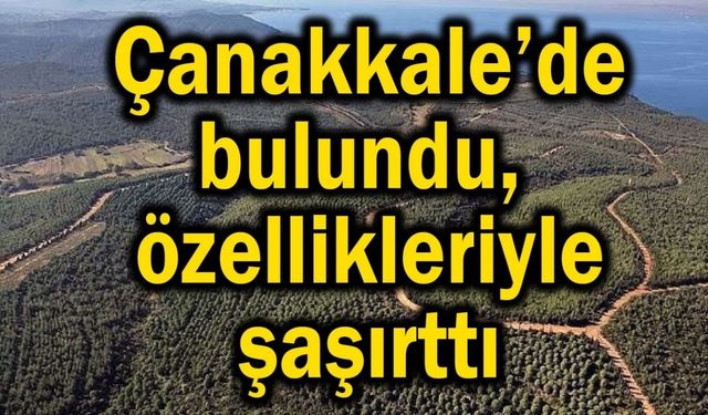 Çanakkale'de bulundu, özellikleriyle şaşırttı