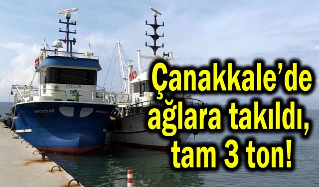 Çanakkale’de ağlara takıldı, tam 3 ton!