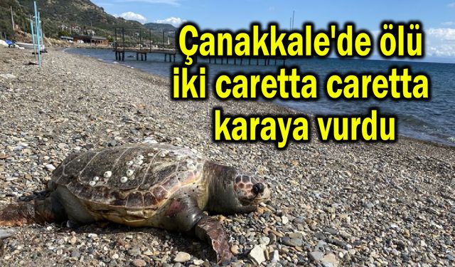 Çanakkale'de ölü iki caretta caretta karaya vurdu (Video)