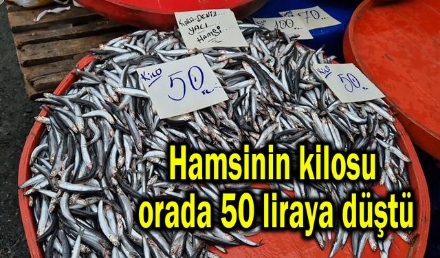 Hamsinin kilosu orada 50 liraya düştü (Video)