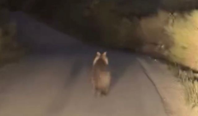 Çanakkale'nin köy yolunda ayı ile araç yarıştı (Video)