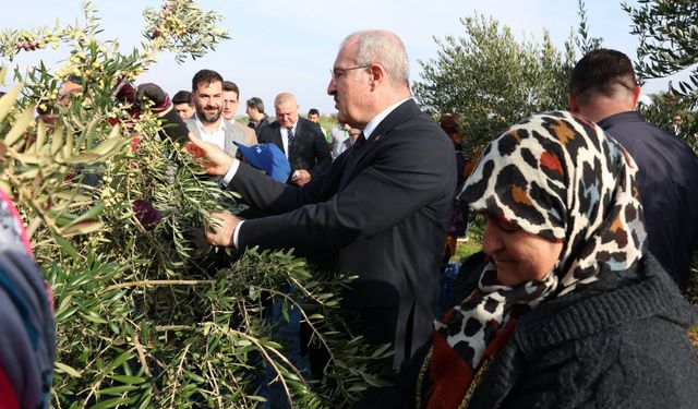 Çanakkale'de protokol ile zeytin hasadı