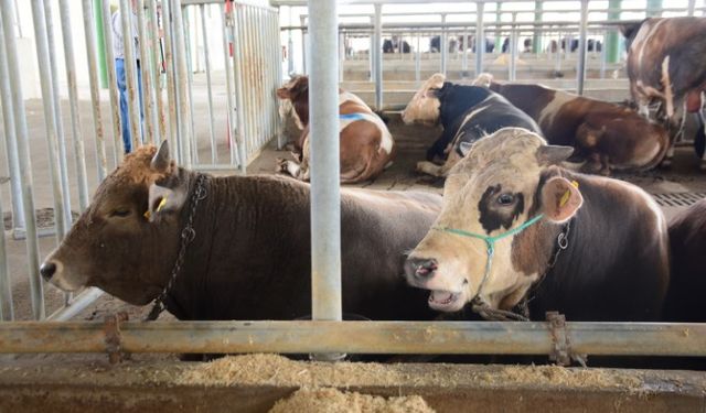 Uzmanından ’Deli dana’ uyarısı