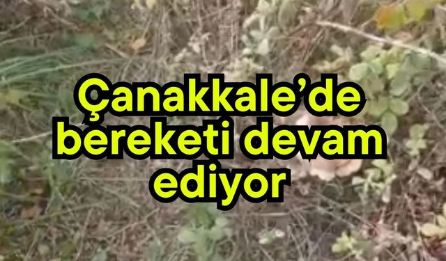 Çanakkale’de bereketi devam ediyor