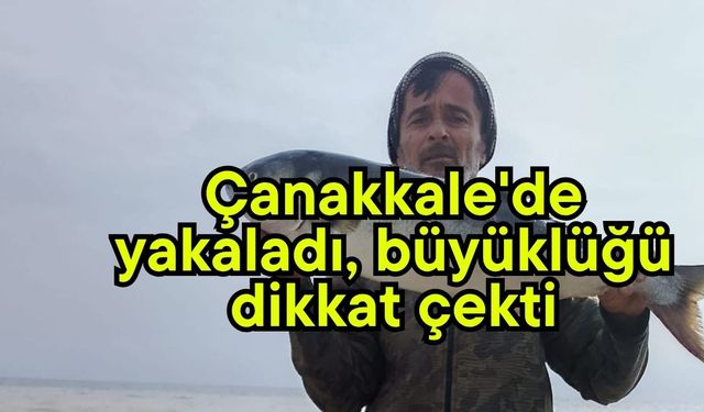 Çanakkale'de yakaladı, büyüklüğü dikkat çekti